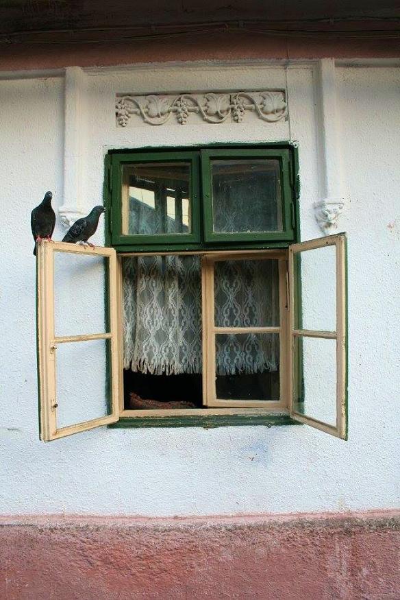 due piccioni su una finestra